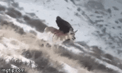 Video: Linh dương bị đại bàng rỉa thịt, 