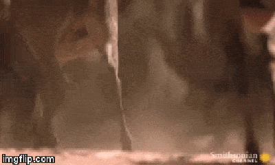 Video: Chỉ bằng cú đớp đầy nọc độc, sát thủ rồng Komodo hạ gục hươu trong tích tắc