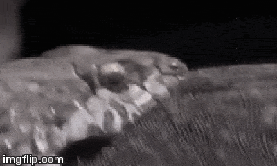 Video: Rắn săn cự đà, diều hâu đứng sau rình sẵn, kết cục sẽ ra sao ?