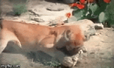 Video: Báo sư tử tung đòn chí tử vẫn không kết liễu được lửng mật 
