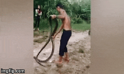 Video: Bị trêu đùa, rắn hổ mang chúa cắn chết người đàn ông