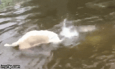 Video: Chó trắng tung tuyệt chiêu tóm gọn cá trê trong nháy mắt