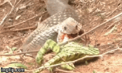 Video: Cố nuốt chửng tắc kè hoa, rắn hổ mang chúa bị con mồi chặn họng