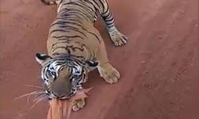 Video: Hổ Bengal hung dữ đuổi theo xe bus chở khách suốt quãng đường dài