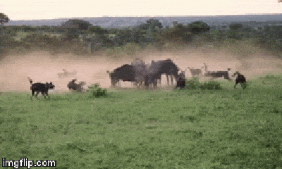 Video: Linh dương đầu bò dùng chiến thuật thông minh chống lại kẻ săn mồi