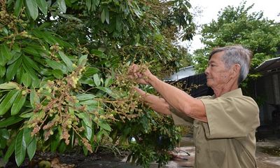 Hành trình chinh phục thiên nhiên của lão nông đưa trái ngọt về rừng U Minh