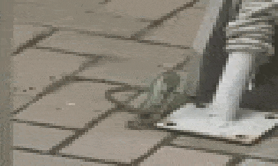 Video: Rắn lục đuôi đỏ cắn chết, nuốt chửng rắn chuột giữa sân nhà dân
