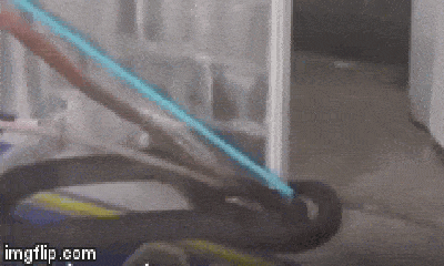 Video: Hốt hoảng phát hiện rắn hổ mang chúa cuộn mình quanh bồn cầu
