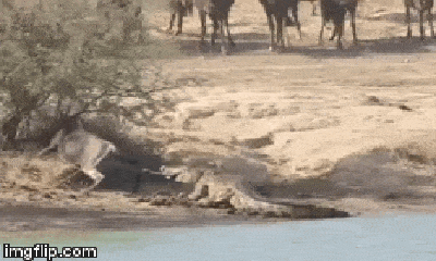 Video: Linh dương bị cá sấu kéo xuống sông, mọi sự manh động đều phải trả giá bằng tính mạng