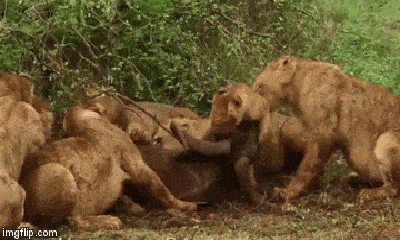 Video: 6 con sư tử háu đói tranh nhau xé xác linh dương đầu bò