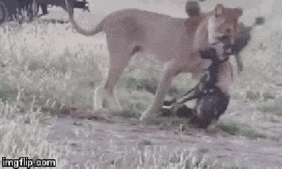 Video: Giả chết, chó hoang châu Phi đánh sư tử, tẩu thoát ngoạn mục