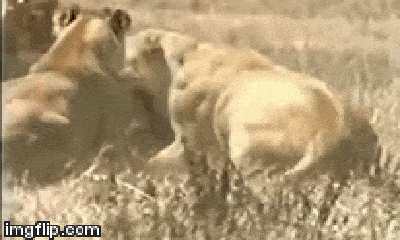 Video: Bị cướp mồi, 4 con sư tử 