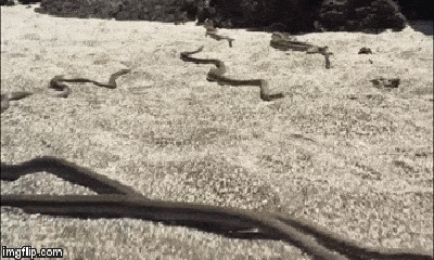 Video: Kịch tính cả đàn rắn độc Floreana 