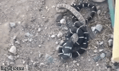 Video: Rắn vua sử dụng tuyệt chiêu lợi hại kết liễu rắn đuôi chuông