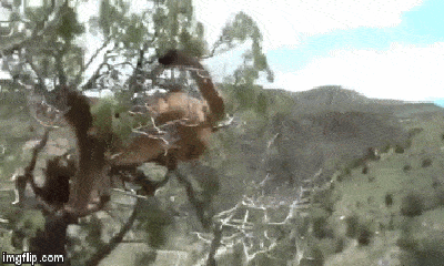Video: Bị bầy chó săn truy sát, báo sư tử co rúm trên cây
