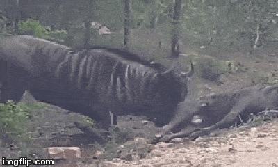 Video: Thấy đồng loại nằm bất động, linh dương đầu bò có hành động lạ