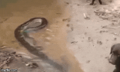 Video: Chủ quan với trăn anaconda, chó nhà bị một phen “thập tử nhất sinh”