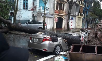 Cây cổ thụ ở Hà Nội bật gốc sau trận mưa lớn, đè bẹp xế sang đỗ bên đường