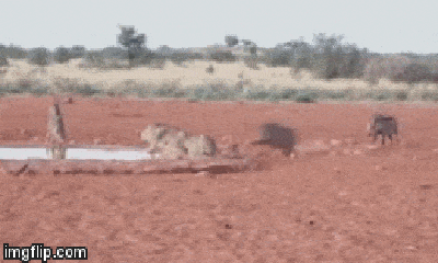 Video: Lợn rừng tung đòn tấn công, 3 con báo đốm bỏ chạy trối chết