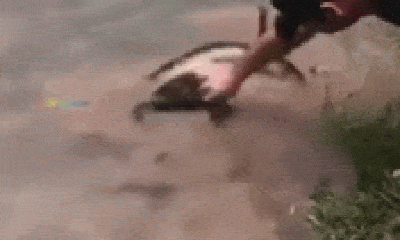 Video: Mải uống nước cạnh hồ, chó nhà bị trăn anaconda tấn công và cái kết bất ngờ