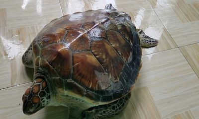Cận cảnh cá thể rùa biển quý hiếm được thả về môi trường tự nhiên