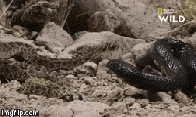 Video: Đối diện “nhà vua”, rắn đuôi chuông bị siết cho đến tắc thở