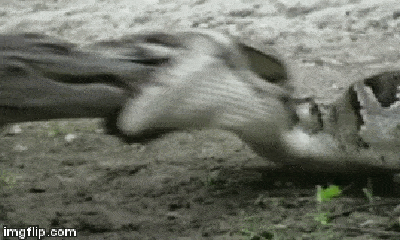 Video: Trăn Miến Điện khổng lồ nuốt chửng cá sấu non trong 