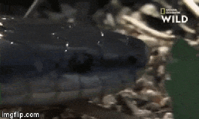 Video: Gặp thiên địch, rắn Mamba đen bị cầy Mangut bao vây cắn xé