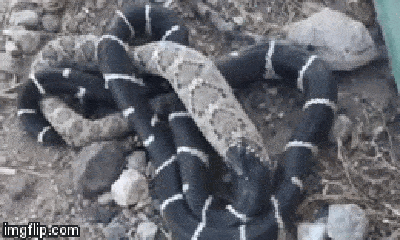 Video: Sở hữu nọc độc chết người, rắn đuôi chuông vẫn bị rắn vua nuốt chửng