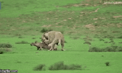 Video: Sư tử vờn linh dương con suốt 20 phút trước khi ăn thịt