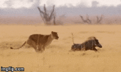 Video: Bị 2 con sư tử cái truy sát, lợn rừng vẫn thoát chết ngoạn mục