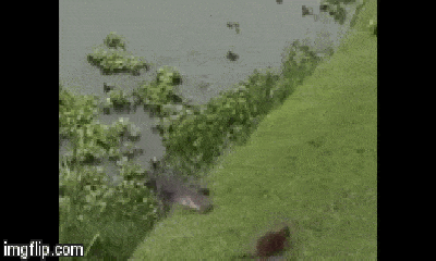Video: Cá sấu khổng lồ lặng lẽ để vồ gấu mèo 