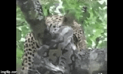 Video: Báo hoa mai con chiến đấu ác liện với trăn đá trên cây