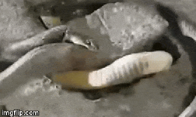 Video: 2 con rắn hổ mang chúa tử chiến