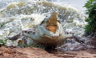 Video: Cá sấu khổng lồ bất ngờ lao tới tấn công nhóm trẻ chơi bên sông