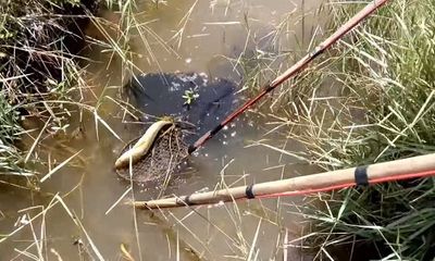 Người đàn ông tử vong bất thường khi đánh cá bằng kích điện ở rừng U Minh