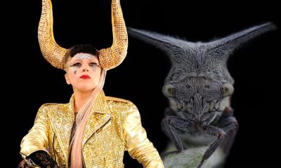 Tên của Lady Gaga được đặt cho một loài châu chấu có sừng