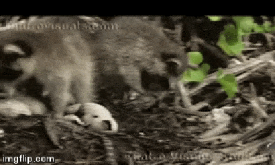 Video: Cá sấu mẹ chủ quan rời tổ, gấu mèo chớp thời cơ ăn sạch con non