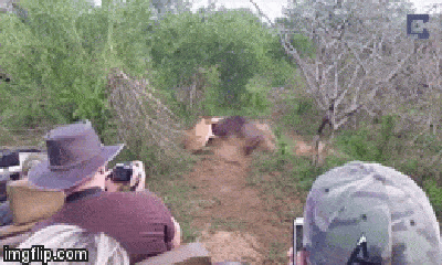 Video: Bị cắn trúng cổ họng, linh dương đầu bò 