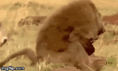 Video: Linh dương điên cuồng tấn công khỉ đầu chó giải cứu con non