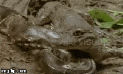 Video: Tưởng trăn Nam Mỹ từ bỏ ý định ăn thịt, ngờ đâu cá sấu Caiman vẫn bị nuốt gọn