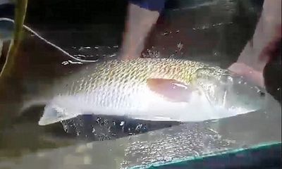 Ngư dân Nghệ An bắt được cá nghi sủ vàng quý hiếm nặng hơn 5kg