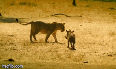 Video: Liều mình tấn công lợn lòi, sư tử chạy 