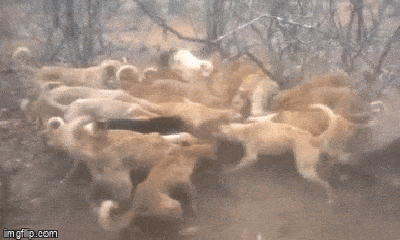 Video: Bị cả bầy chó săn đánh hội đồng, linh cẩu gần như không có cửa phản công