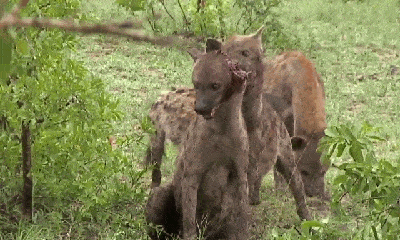 Video: Linh cẩu bị cả bầy lao vào tấn công, cắn đứt tai