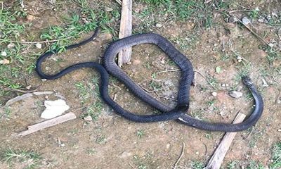 Hà Tĩnh: Đi bắt cua đồng, người phụ nữ bị rắn độc cắn tử vong