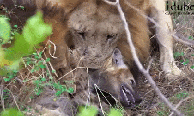 Video: Hai con sư tử đực đào hang, giết chết linh cẩu rồi ăn thịt