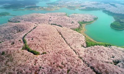 Cảnh đẹp hiếm có: 700.000 cây anh đào đồng loạt khoe sắc, đường hoa gần như không bóng người