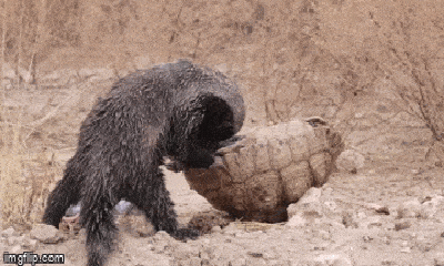 Video: Lửng mật háu đói xâu xé xác rùa báo châu Phi