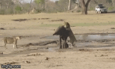Video: Đi lạc vào lãnh thổ của sư tử, voi con bị tập kích bất ngờ
